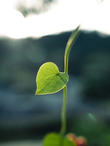 green leaf green leaf.